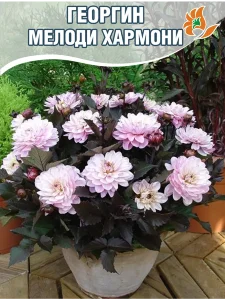 Георгин Мелоди Хармони (низкорослый) Георгин Мелоди Хармони (низкорослый)