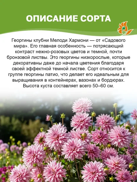 Георгин Мелоди Хармони (низкорослый)  