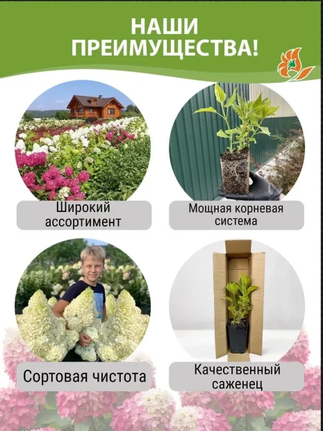 Гортензия Диамантино (метельчатая)  саженцы 
