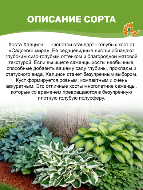 Хоста Халцион
