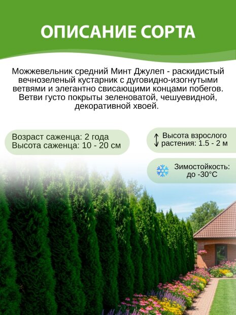 Можжевельник Минт Джулеп (средний)