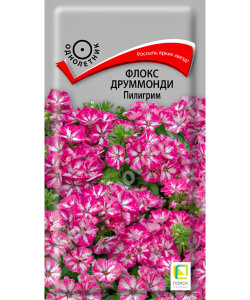 Флокс Пилигрим (друммонда) Флокс Пилигрим (друммонда)