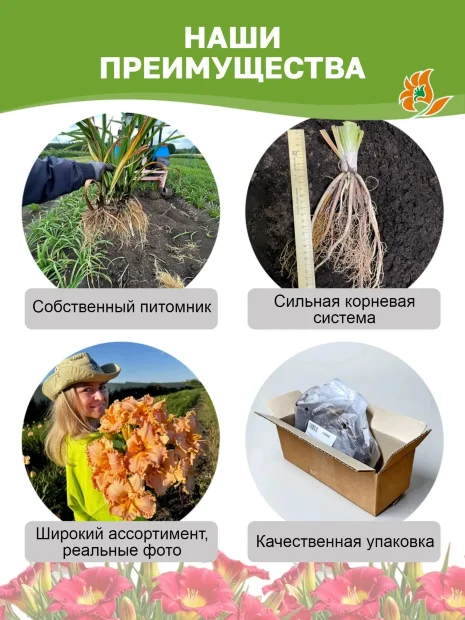 Лилейник Эйджелес Бьюти