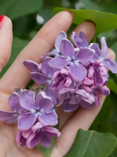 Сирень Гортензия (обыкновенная) саженцы 