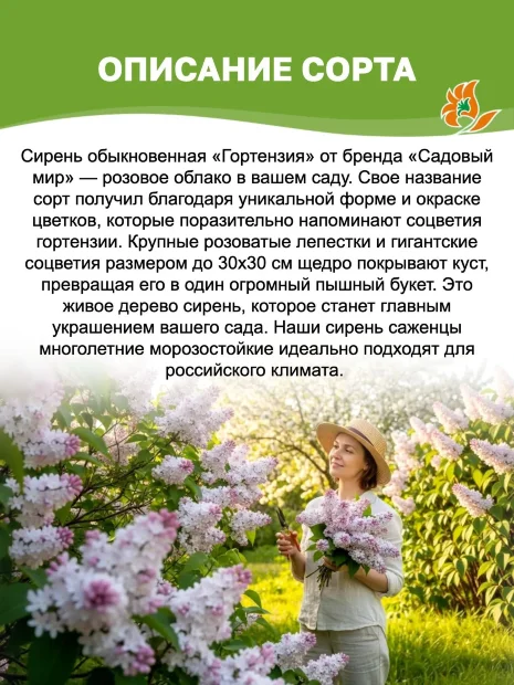 Сирень Гортензия (обыкновенная) саженцы 