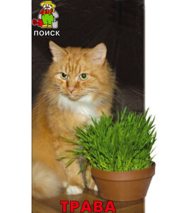 Трава для кошек