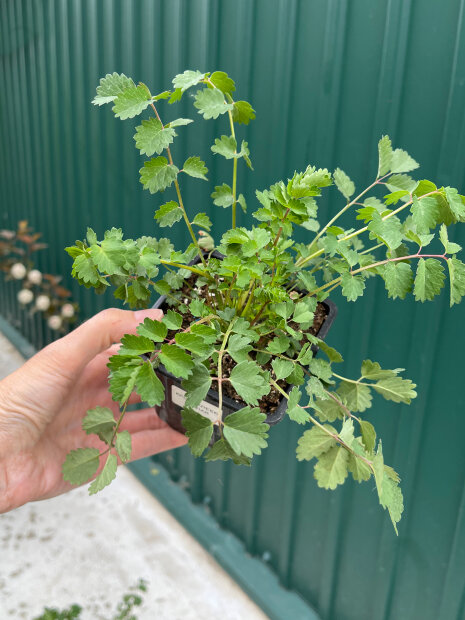 Кровохлебка малая