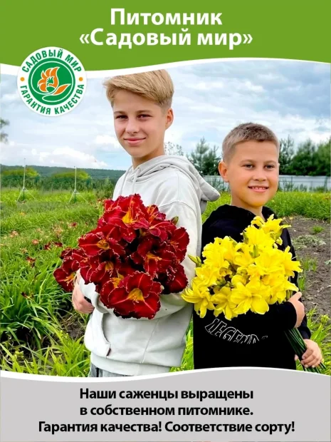Лилейник Поулстар