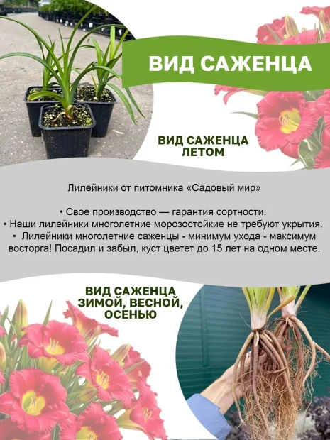 Лилейник Поулстар