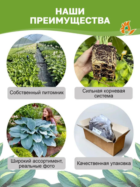 Хоста Риски Бизнес