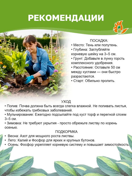 Хоста Роял Стандарт