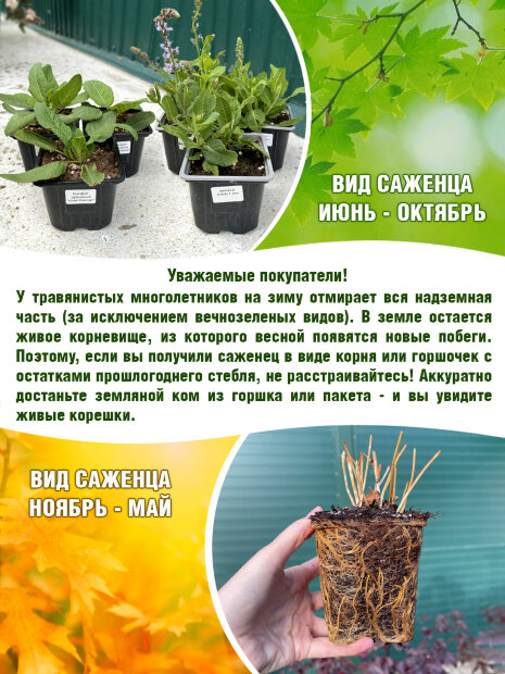 Дербенник Рози Джем, иволистый 