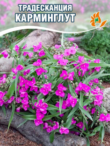 Традесканция Карминглут Традесканция Карминглут