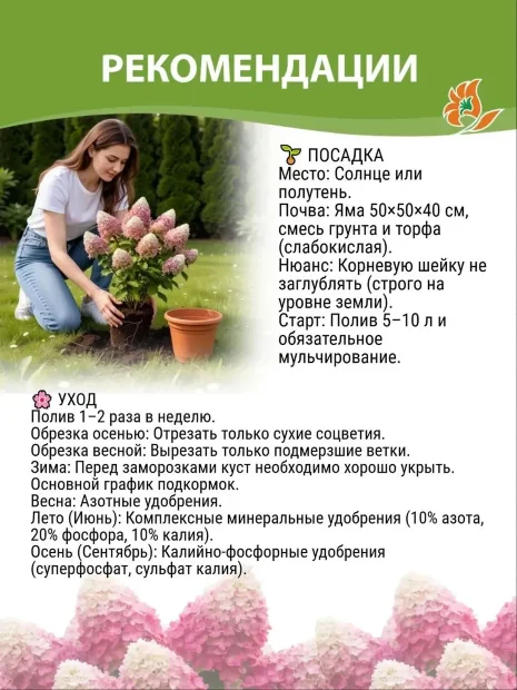 Гортензия Геркулес (метельчатая)  саженцы 