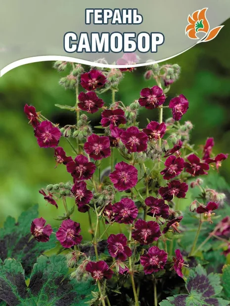 Герань Самобор (тёмно-бурая)