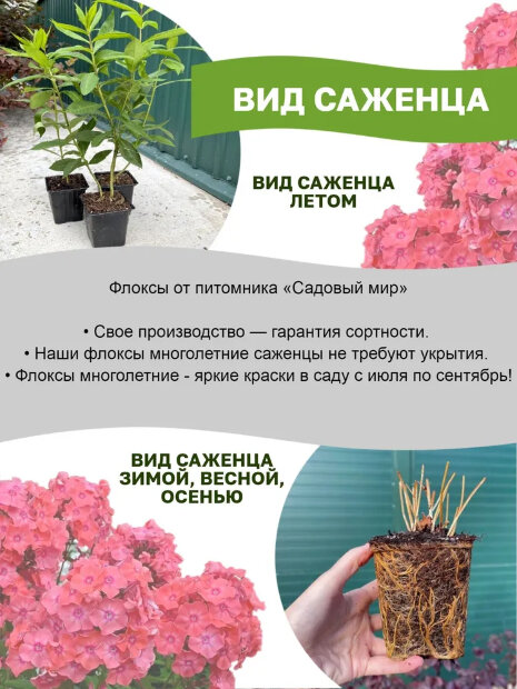 Флокс Царь Салтан