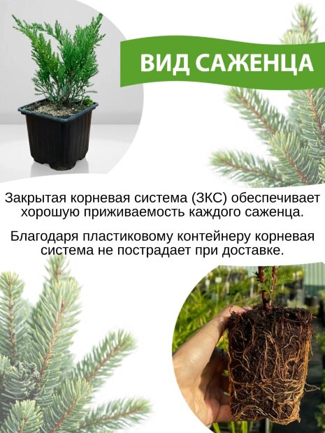 Можжевельник Пфитцериана Глаука (средний)
