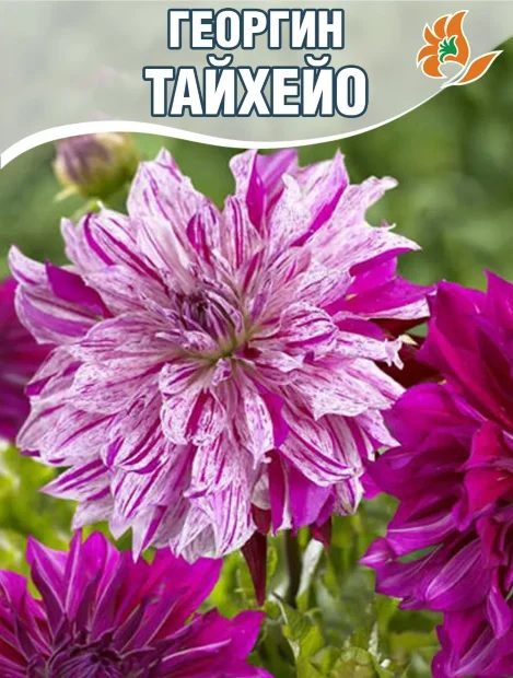 Георгин Тайхейо (крупноцветковый)