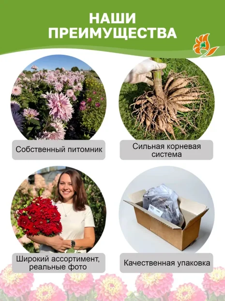 Георгин Тайхейо (крупноцветковый)