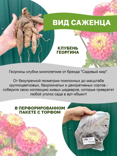 Георгин Тайхейо (крупноцветковый)