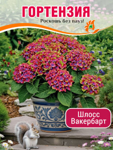 Гортензия Шлосс Вакербарт (крупнолистная)