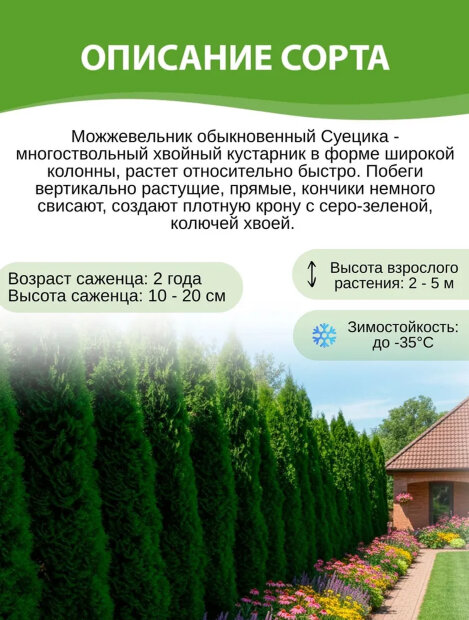 Можжевельник обыкновенный Суецика