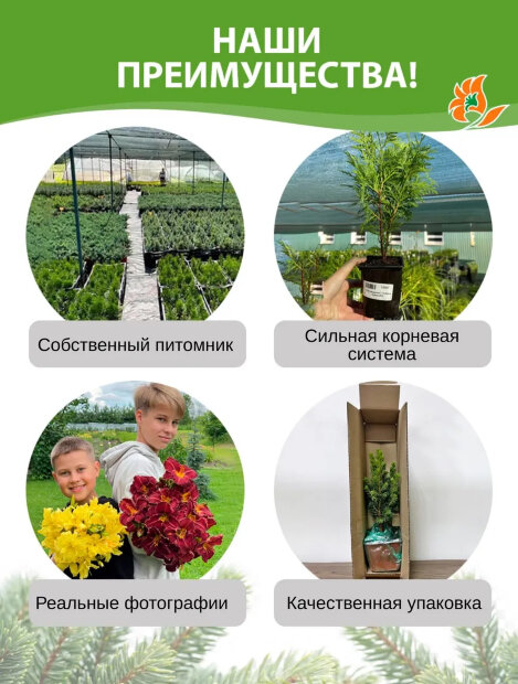 Можжевельник обыкновенный Суецика