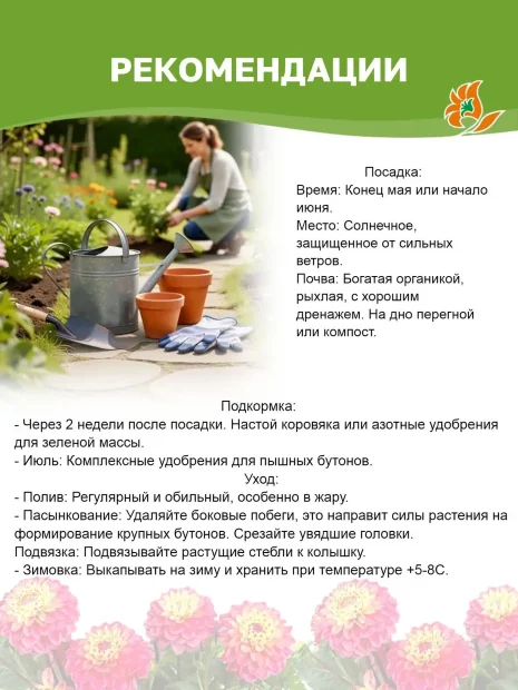 Георгин Дуэт (декоративный)