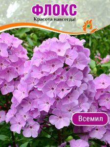 Флокс Всемил Флокс Всемил