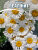 Нивяник Реал Нит