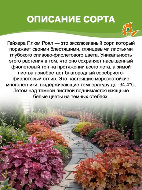 Гейхера Плюм Роял 