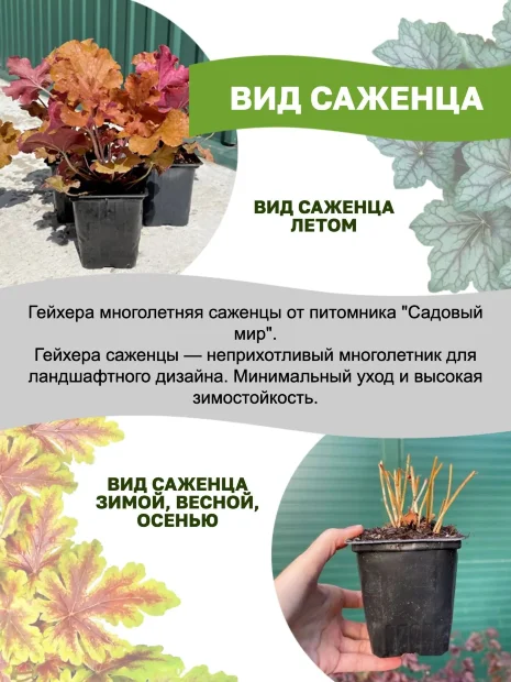 Гейхера Плюм Роял 