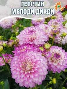 Георгин Мелоди Дикси (низкорослый) Георгин Мелоди Дикси (низкорослый)